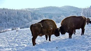 Zimbrăria &bdquo;Dragoş Vodă&rdquo; din județul Neamț 