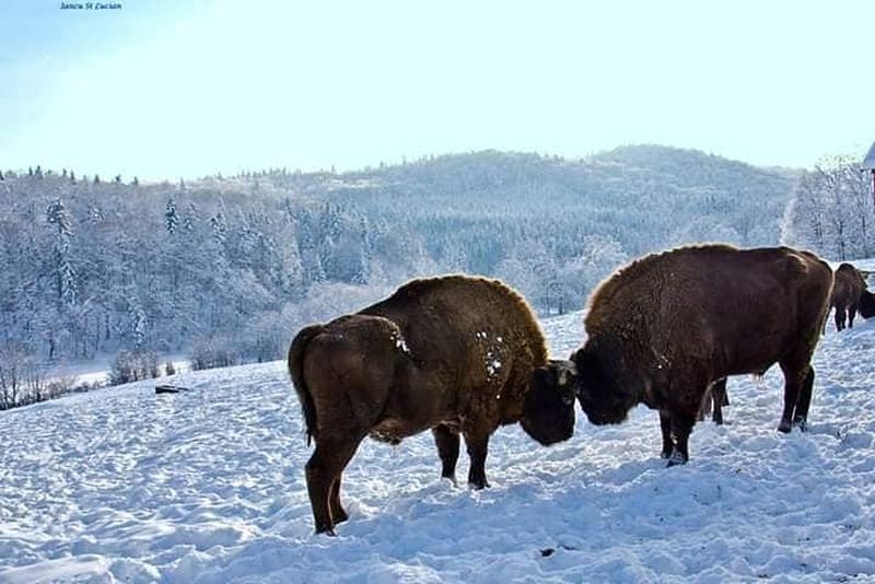 Zimbrăria „Dragoş Vodă” din județul Neamț 
