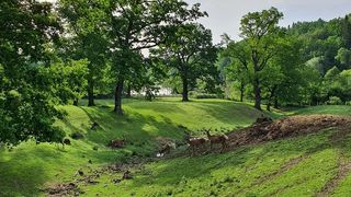 Zimbrăria &bdquo;Dragoş Vodă&rdquo; din județul Neamț 