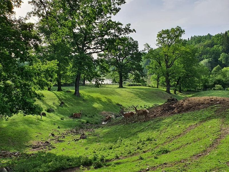 Zimbrăria „Dragoş Vodă” din județul Neamț 
