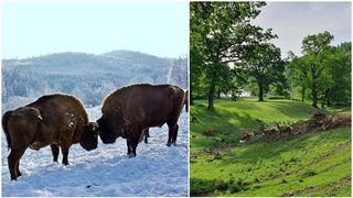 C&acirc;t costă un bilet de intrare la Zimbrăria &bdquo;Dragoş Vodă&rdquo; din apropiere de Piatra Neamț