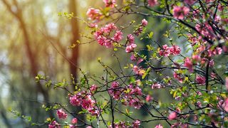 Revine primăvara &icirc;n Rom&acirc;nia: Vremea se &icirc;ncălzește din weekend. Ce temperaturi vom avea