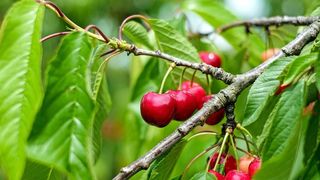 EXCLUSIV Episodul de iarnă din Rom&acirc;nia se va reflecta asupra prețurilor la fructe și legume?! Analistul economic Aurelian Dochia explică &icirc;n ce situații cresc tarifele și ce se &icirc;nt&acirc;mplă cu fermierii: &bdquo;Vom apela mai mult la importuri&rdquo;