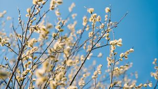 Ce nume se sărbătoresc de Florii