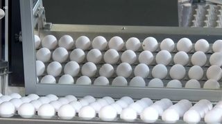 VIDEO &bdquo;Nu există genul acesta de infrastructură&rdquo;. Ouăle rom&acirc;nești ratează visul american