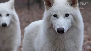 VIDEO Lupii preistorici, readuși la viață