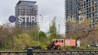 VIDEO Un copac s-a prăbușit peste o mașină care circula pe Splaiul Unirii din Capitală. Șoferul a fost rănit