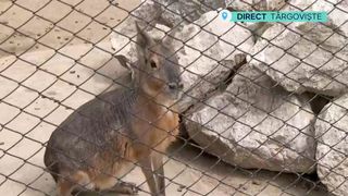 VIDEO Iepuri de Patagonia, blânzi și jucăuși