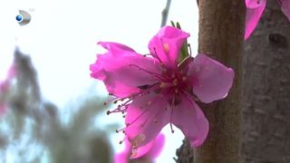 VIDEO Gerul din aprilie amenință recolta de fructe