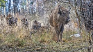 Safari &icirc;n județul Neamț