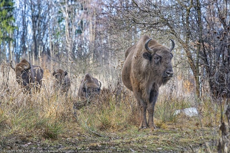 Safari în județul Neamț