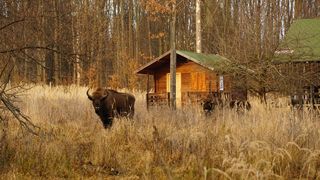 Safari &icirc;n județul Neamț