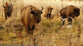 Safari &icirc;n județul Neamț