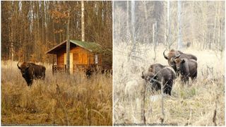 Știai că poți face safari și &icirc;n județul Neamț? Cel mai scurt traseu durează 2 ore și dificultatea este medie