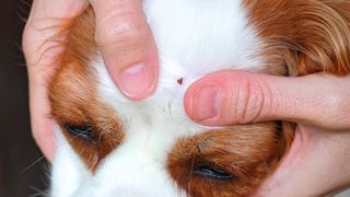 Gestul aparent inofensiv care agravează mușcătura de căpușă. Conf.univ.dr. Tudor Ciuhodaru avertizează: "Mergeți la medic dacă apar simptomele variate ale așa-numitei "gripe de vară" &icirc;nsoţită de dureri musculare"