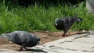 VIDEO Porumbei de milioane, căutați printre găini