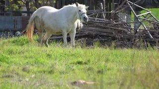 La țară se trăiește cu adevărat