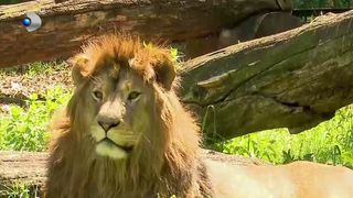 VIDEO „Am rămas surprinși”. 1 Mai- vizită la grădina zoologică