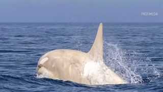 VIDEO Balena albă, fotografiată în Japonia