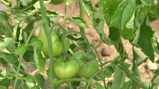 Agricultura a &icirc;nchis c&acirc;rciumile