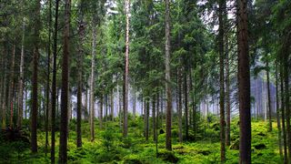 Pădurea Noroieni  - Maramureș