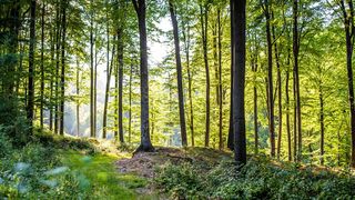 Pădurea Noroieni  - Maramureș