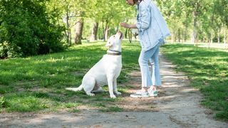 VIDEO &bdquo;Este o responsabilitate foarte mare&rdquo;. Bonă pentru animalele de companie