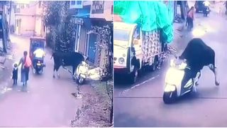 VIDEO Imagini virale: vaca &bdquo;motorizată&rdquo;