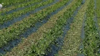 VIDEO &bdquo;Asta era toată producția noastră&rdquo;. Culturi distruse de grindina c&acirc;t pumnul