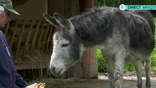 VIDEO Ziua Mondială a Măgarului! S-a organizat o mică petrecere la Grădina Zoologică Brașov