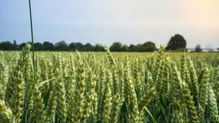 Strategii eficiente pentru utilizarea erbicidelor &icirc;n diferite tipuri de culturi