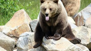 VIDEO S-a întors ursoaica cu pui în Târgu Mureș. Oamenii sunt sfătuiți să fie foarte atenție