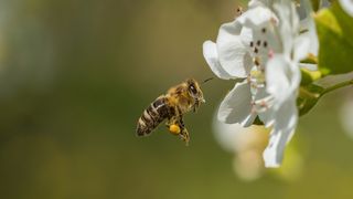 Ce &icirc;nvățăm din cazul de la Botoșani: Ghid rapid dacă te &icirc;nțeapă o albină. Medicul Tudor Ciuhodaru avertizeaz: "Fiecare minut contează &icirc;n reacțiile severe"
