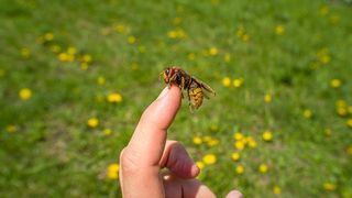 Ce &icirc;nvățăm din cazul de la Botoșani: Ghid rapid dacă te &icirc;nțeapă o albină. Medicul Tudor Ciuhodaru avertizeaz: "Fiecare minut contează &icirc;n reacțiile severe"