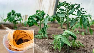 Cel mai bun &icirc;ngrășăm&acirc;nt natural pentru cele mai delicioase roșii și cele mai frumoase plante! Este gratis și se găsește &icirc;n casa oricărei gospodine