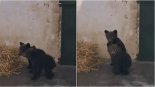 VIDEO Doi pui de urs, salvați din copac! Unde va fi noua lor casă