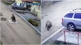 VIDEO &bdquo;Am sunat poliția&rdquo;. Sat terorizat de urși