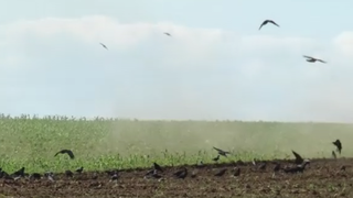 VIDEO Culturile românești, distruse de secetă și de ciori