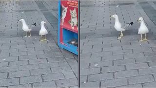 VIDEO Pescărușul care miaună! Pasărea a devenit virală internet