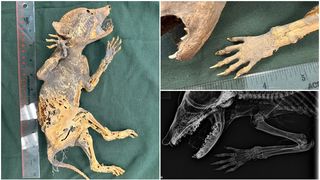 O creatură mumificată cu m&acirc;ini de om i-a surprins pe oamenii de știință. Nimeni nu știe ce este