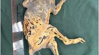 Creatură mumificată cu m&acirc;ini de om