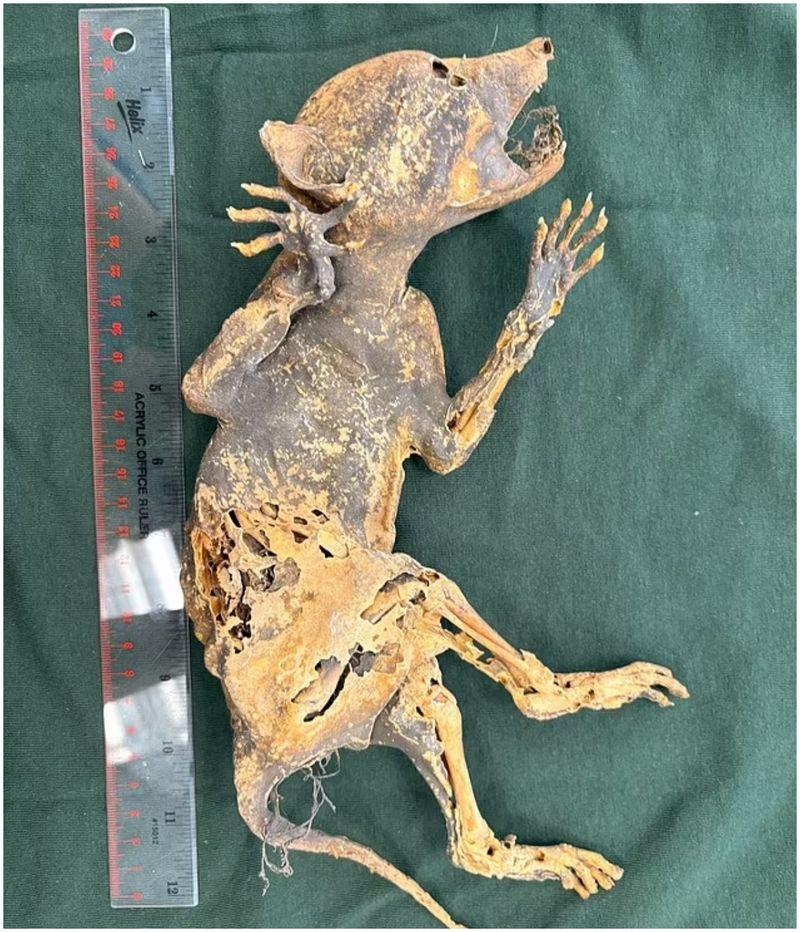 Creatură mumificată cu mâini de om