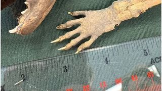 Creatură mumificată cu m&acirc;ini de om