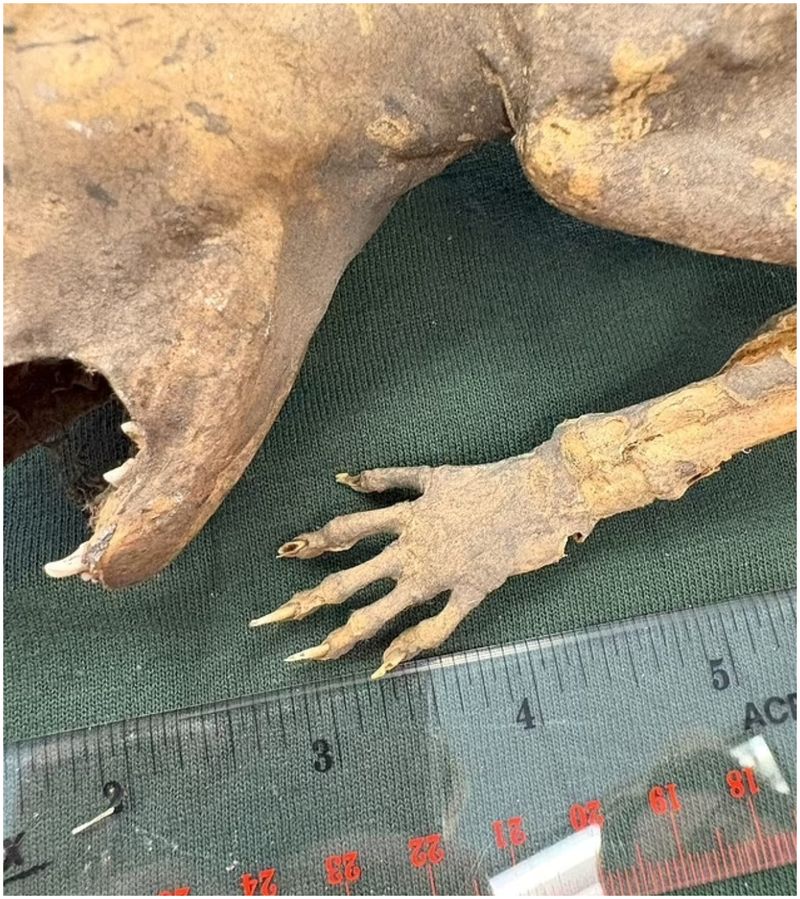 Creatură mumificată cu mâini de om