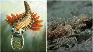 Prădătorul cu trei ochi care i-a uimit pe oamenii de știință. "Molia de mare" ascunde un secret teribil