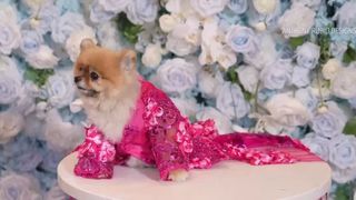 VIDEO Și cățeii sunt la modă! A &icirc;nceput o nouă ediție Pet Gala