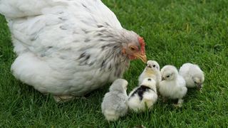 Planta minune care ferește puii de găină de boli: secretul fermierilor bătrâni