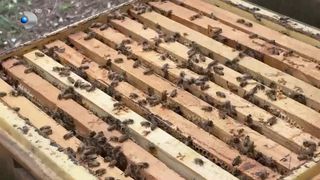 VIDEO &bdquo;Ar fi o pagubă destul de mare&rdquo;. Criza mierii de salc&acirc;m