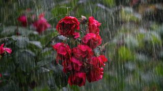 C&acirc;nd vine vara &icirc;n Rom&acirc;nia?