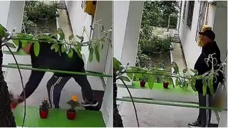 VIDEO Hoț de flori, filmat &icirc;n acțiune